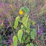 Abutilon mauritianum Φύλλο