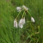 Eriophorum latifolium Květ