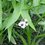 Sagittaria sagittifolia पत्ता