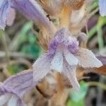 Orobanche rosmarina Beste bat