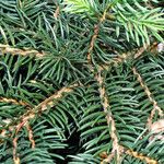 Picea morrisonicola बार्क (छाल)