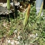 Tragopogon crocifolius Květ
