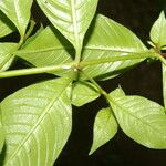 Cuphea appendiculata पत्ता