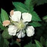 Rubus rosifolius Flor