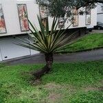 Furcraea selloana Folha