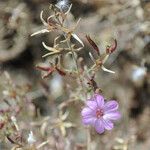 Epilobium nivium ᱛᱟᱦᱮᱸ