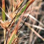 Themeda quadrivalvis Плод