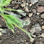 Hieracium amplexicaule Blatt
