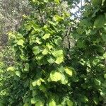 Corylus avellana葉