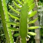 Euphorbia persistentifolia Leaf