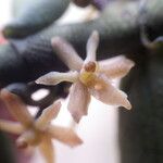 Tridactyle anthomaniaca Flower