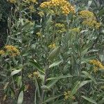 Bupleurum fruticosum عادت داشتن