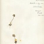 Teesdalia nudicaulis Flower