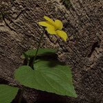 Viola glabella Plante entière