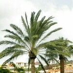 Phoenix canariensis Yeri