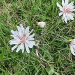 Crepis rubra Flor