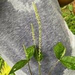 Cyathula prostrata Blatt