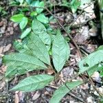 Eugenia patrisii Leaf