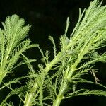 Myriophyllum aquaticum Hoja