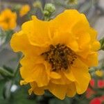 Geum coccineum Flower