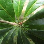 Terminalia bucidoides Leaf