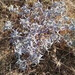 Eryngium bourgatiiLeaf