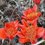 Haemanthus coccineus Květ