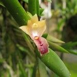 Polystachya mystacioides Flower