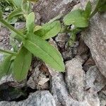 Cynoglossum dioscoridis Leaf