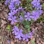 Phlox divaricata 花