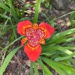 Tigridia pavonia फूल