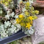 Sedum spathulifolium Цвят