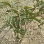 Combretum micranthum Blatt