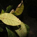 Genipa americana Лист