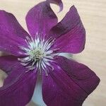 Clematis viticella Floare