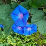 Ipomoea indicaᱛᱟᱦᱮᱸ