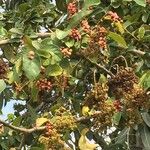 Antidesma venosum Habit