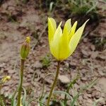 Tulipa montana Flower