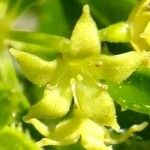 Rubia fruticosa Otro