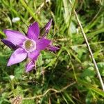 Gentianella germanica Flower