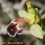 Ophrys omegaifera Flower