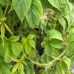 Distimake aegyptius पत्ता