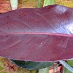Philodendron erubescens 葉