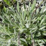 Biscutella intermedia Hoja