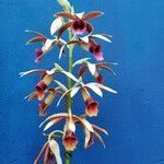 Phaius tankervilleae 花