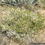 Trixis californica Hábito
