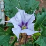 Datura stramonium Flower