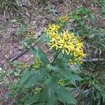 Senecio ovatus Blatt