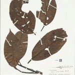 Neea verticillata Blatt