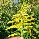 Solidago canadensisOstatní